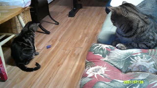 Cassie Playing with Tootsie watching