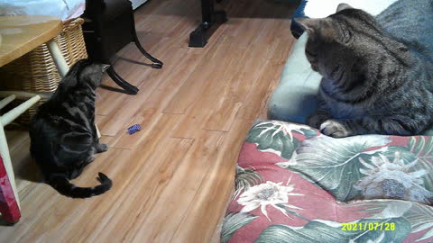 Cassie Playing with Tootsie watching