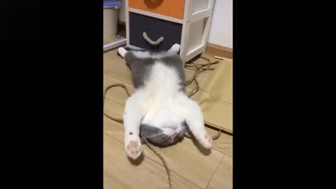 Cute Baby Pets and Funny Animals Video Comp