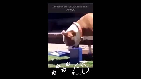 OLHA O QUE ESSE CACHORRO FAZ COM ESSE BEBEDOURO