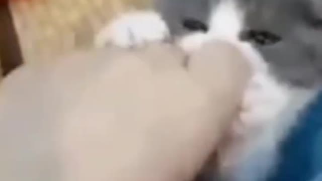 Cute Cats😍😍😻😻😸#shorts #funnycats #animalsshorts
