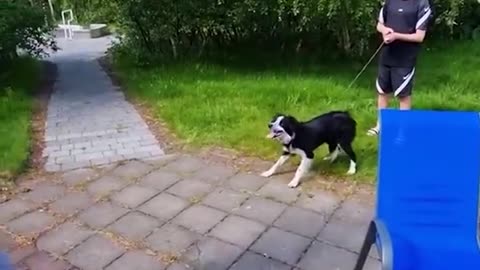 Animals are good buddies during play time ViralSnare