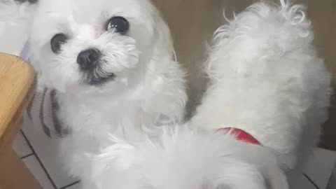 My treasure. Ruby and Luna.
