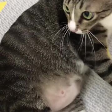 Are you late to adopt a cute cat like this?