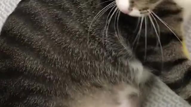 Are you late to adopt a cute cat like this?