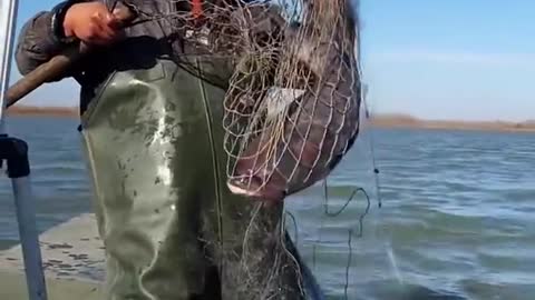 Best big fish video