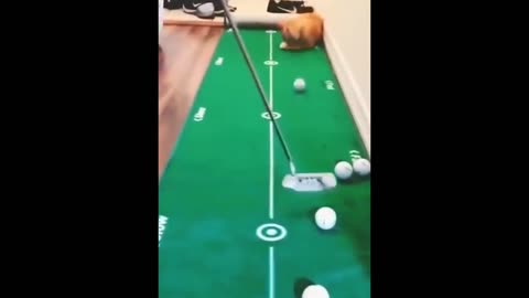 Smart cat that can pick up balls