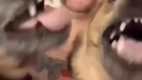 Cats and dogs funny video