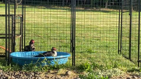 Duck Shower Cam