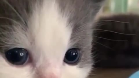 Cutest cates