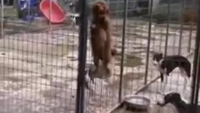 Cute dogs up in the cage