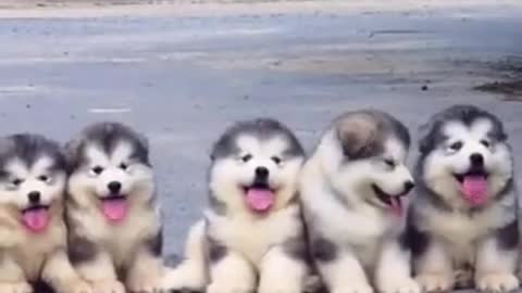 Cute dogy,#dogy,#cute pet,#dog,