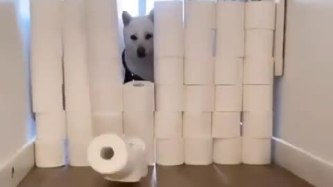 🤟🏻🐕🤟🏻😎