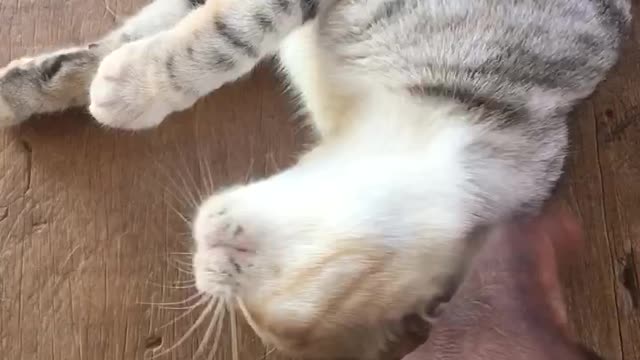 Cat that play with owner