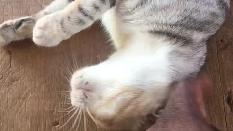 Cat that play with owner