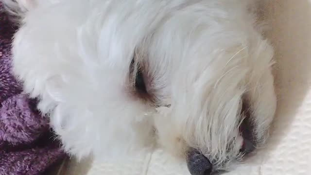 Sleeping doggy_DB