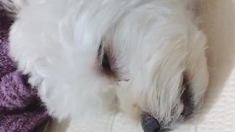 Sleeping doggy_DB
