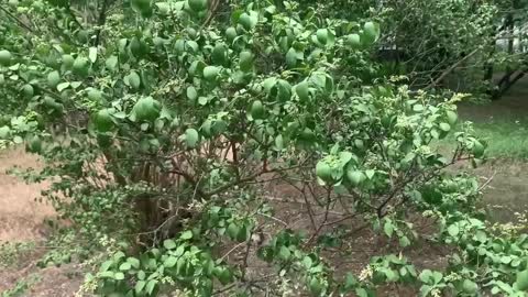 birdsong in the forest