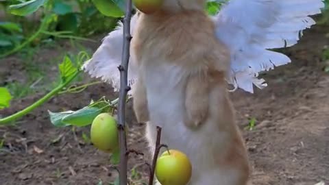 The little bunny nibbling on plums is like a little angel.