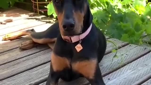 Cute baby dog|Beautiful Dog|Cute and Funny Dog#Shorts