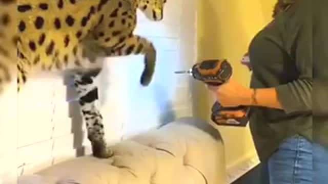Cats little secrets😂😂😂😂 wait to the end😂😂