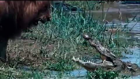 Singa vs Buaya