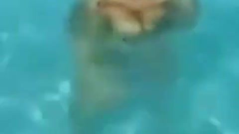 Amazing Swimming dog