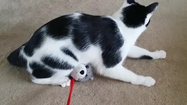 Black and white cat plays with toy tied to red leash
