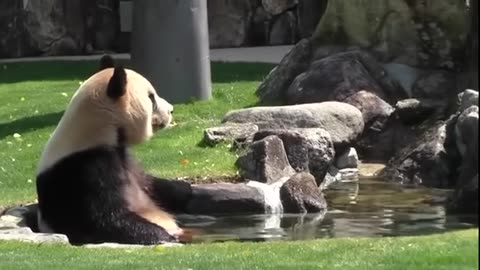 2:42 Now playing Pandas trying to make themselves extinct - Funny fails compilation