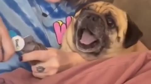 Try not to laugh at this overly dramatic dog getting its nails clipped.