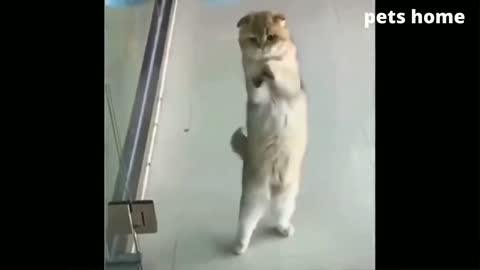 Cat training 🐈unic tips.