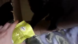 Salem the talking cat helps himself to treats