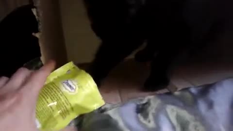 Salem the talking cat helps himself to treats