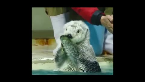 cute sea lion