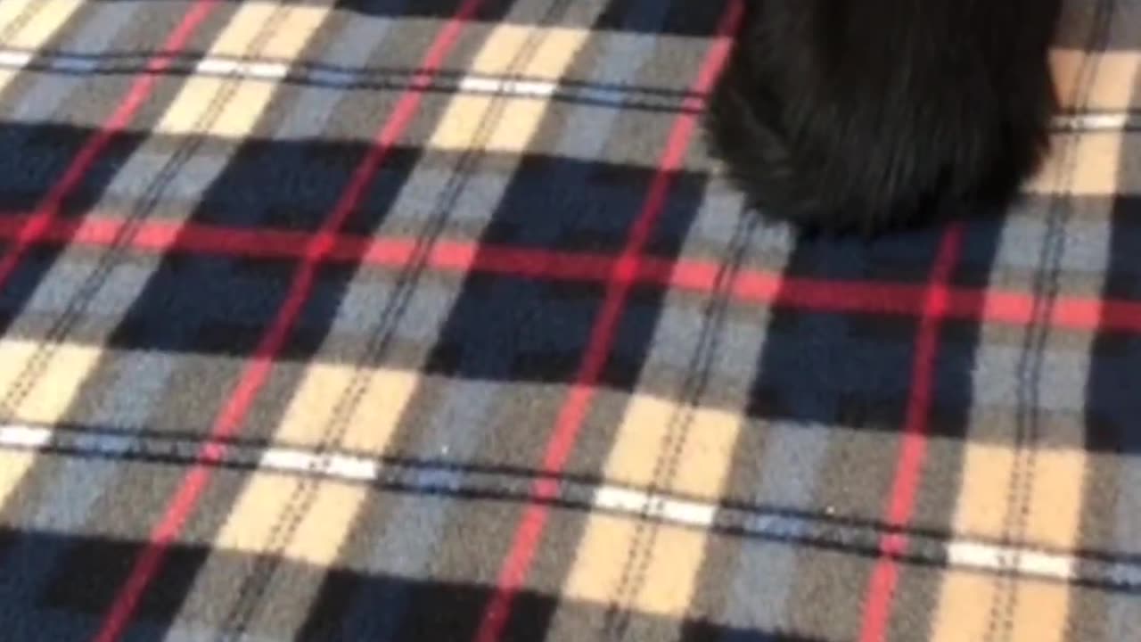 Cute kittens playing with each other | Cute kittens Video🙀😹