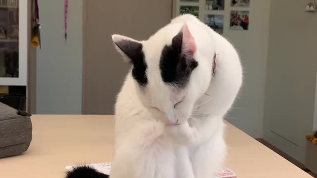 My name is white sugar.