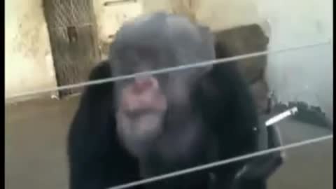 Monkey smoking cigarette.
