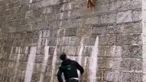 Amazing Miraculous Gymnastics Dog #shorts #viral #shortsvideo #video
