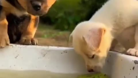 Cute baby animals Videos Compilation cute moment of the animals - Cutest Animals On Earth