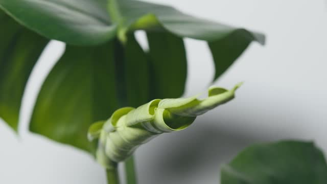 Plant growth time-lapse photography