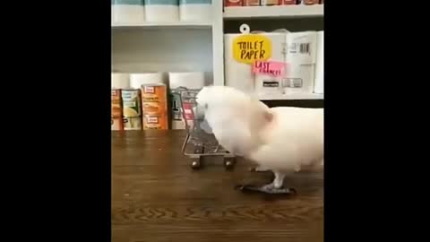 Talking best jokes birds ,funny video #short ,cute animal