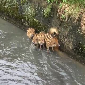 Funniest pets😁😁