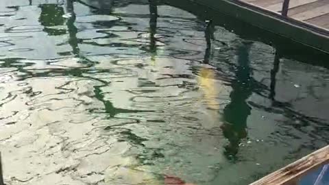Buying koi for kim kardashian