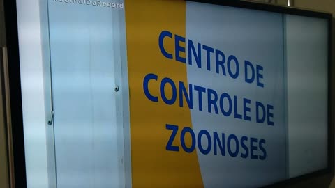 Pombos morrem por causa do 5 G, mas é bom saber que tem eles num possivel lockdown estilo Xangai