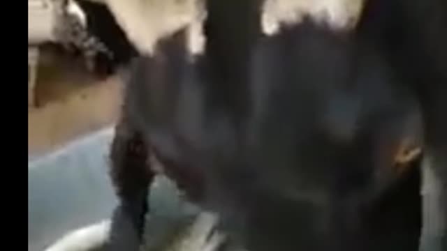 A Goat Eat fishes