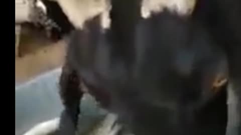 A Goat Eat fishes