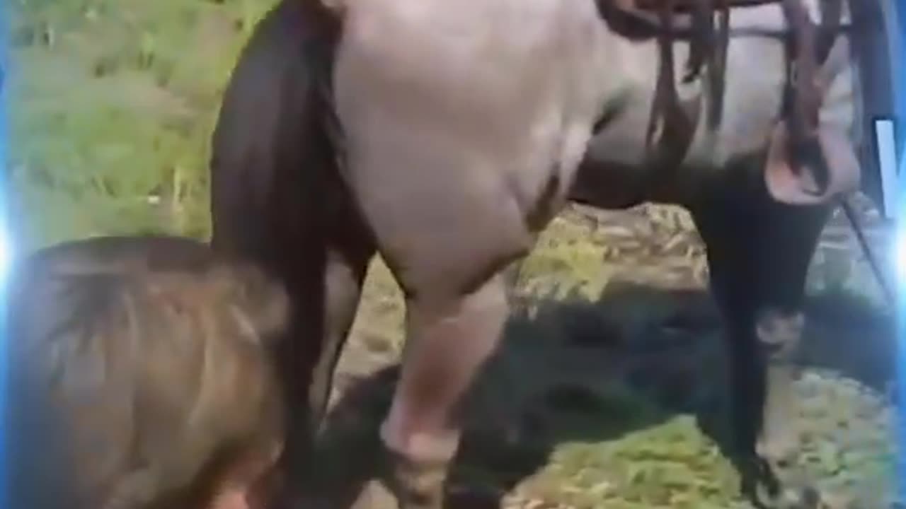 🐎💩 Horse poop - Fun & Hilarious moments Ep. 110 #rdr2 #funnyshorts #fypシ #fyp #foryou