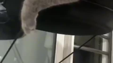 Funny animal video with kungfu karate each other