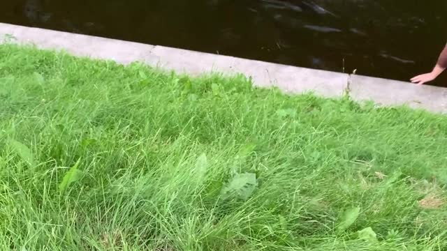 Exhausted Dog Extracted From Canal
