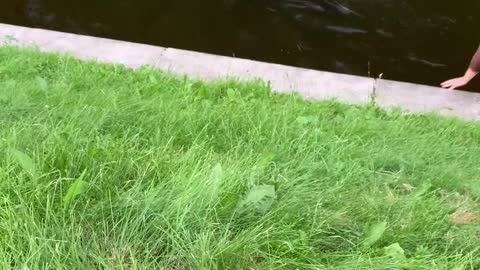 Exhausted Dog Extracted From Canal